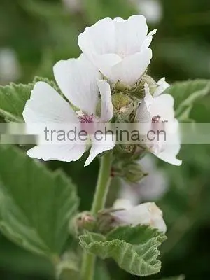 2014 Marshmallow flowers