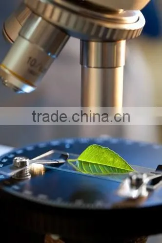 High Quality Powder Ascorbic Acid Vitamin C