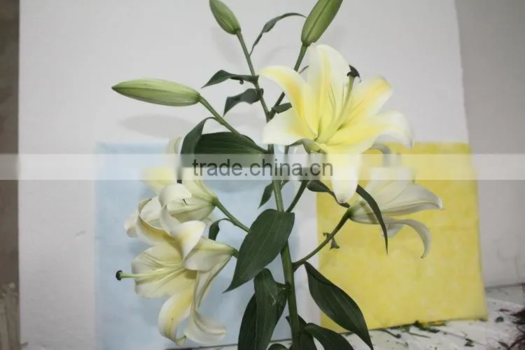 Fresh cut flowers lily flower