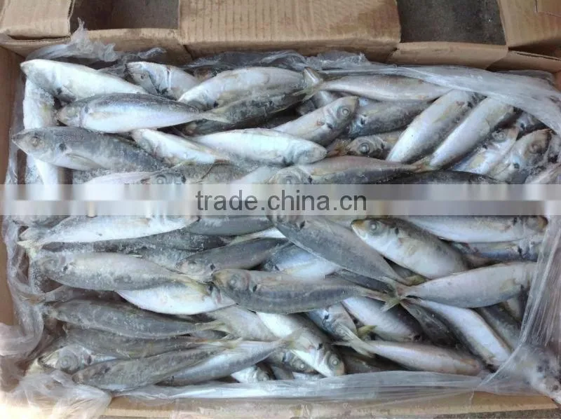 High quality frozen round scad(Decapterus Maruadsi).