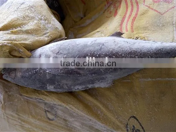 seafrozen big size Albacore Tuna Fish