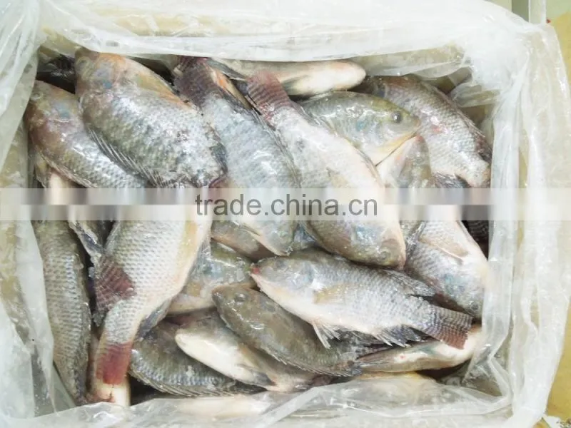 Best price tilapia fish farming raised
