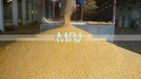 Indian Yellow Maize
