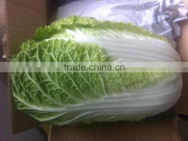 fresh chinese cabbage