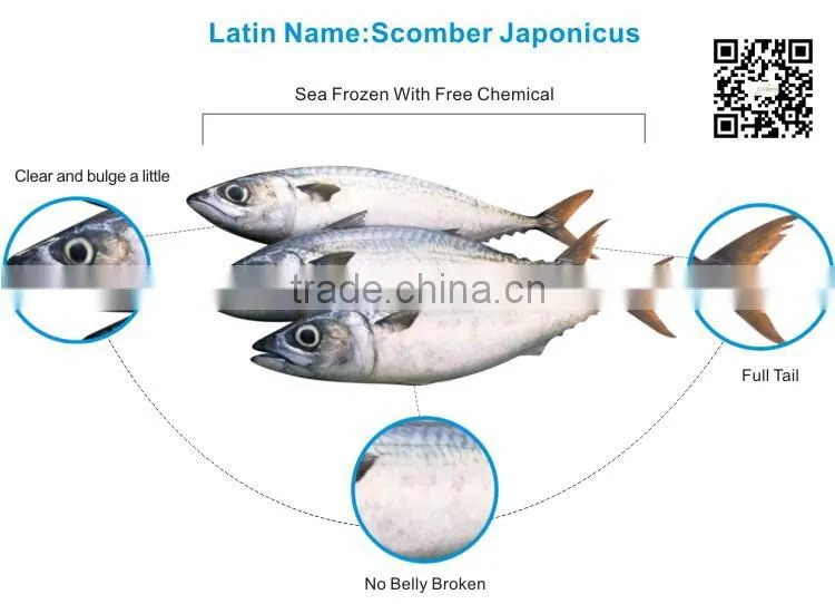 Seafood processing frozen pacific mackerel