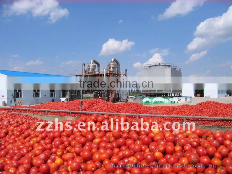 Concentrate Tomato Paste