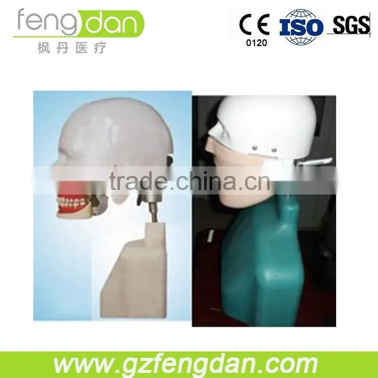Good quality senior type I dental manikin for simulation