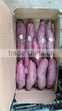 Viet Nam Sweet Potato