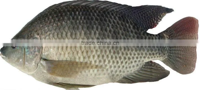 Export Gutted & Scalled Fresh Frozen Tilapia Fish All Sizes