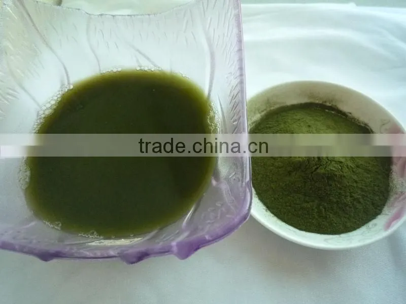 2015 Organic wheat juice green powder