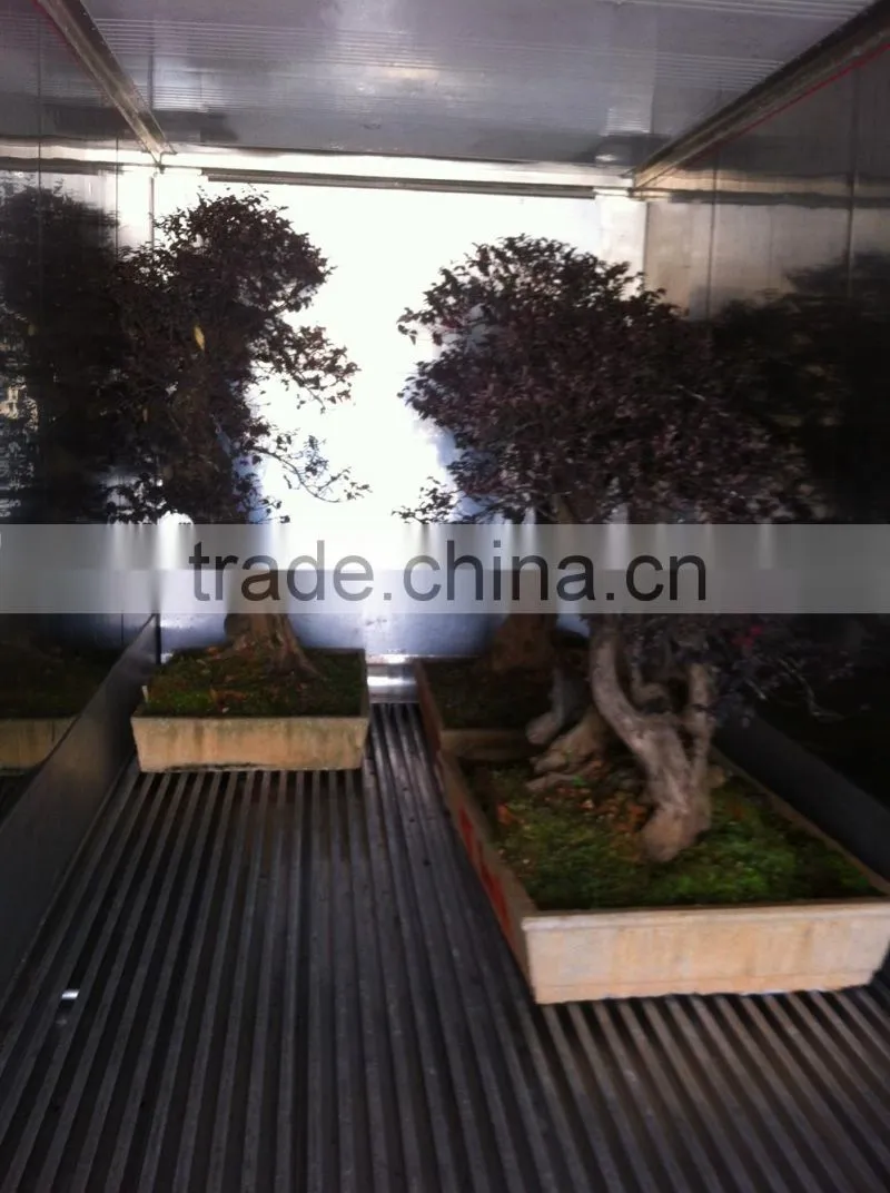 red flower Loropetalum chinense for ornamental outdoor landscaping beautiful bonsai plants
