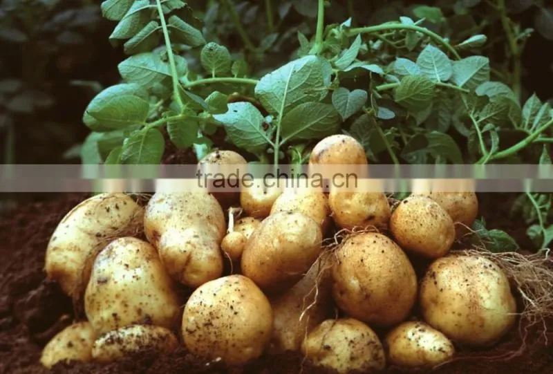 Fresh Healthy Yellow Potato For Sale