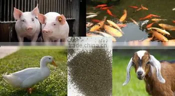 animals feed supplement Kelp Meal