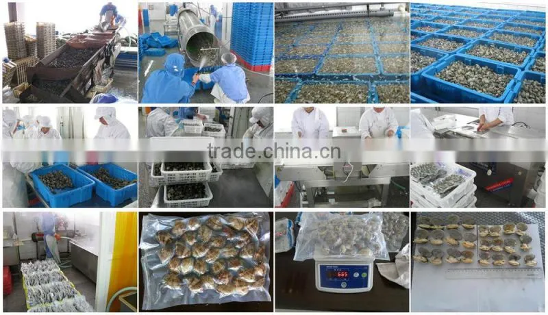 2016 new season frozen vacuum packed Short Necked Clam