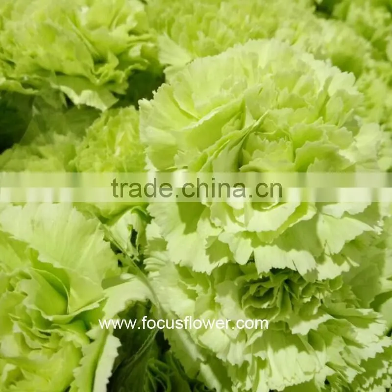 2016 Hot Sale Carnation Cut Flowers Price Without Middleman Green Mini Carnation Flowers