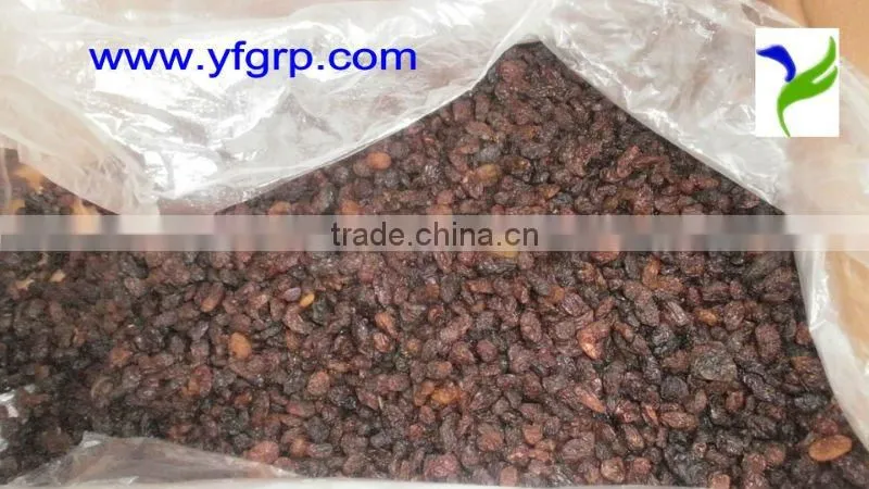 dry raisin