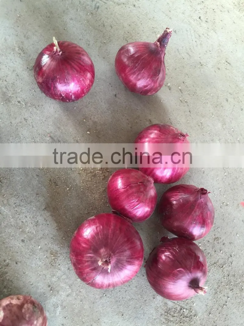 fresh organic red onion for sale