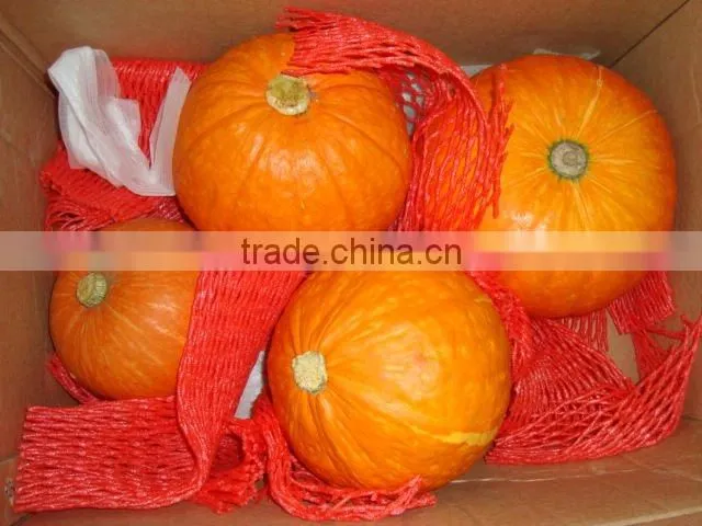2012 big fresh saffron pumpkin