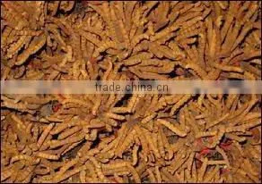 Healthcare product Cordyceps sinensis
