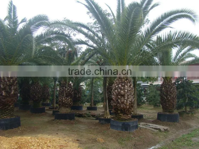 wholesale outdoor ornamental decrotive landscaping Phoenix canariensis palm trees plants