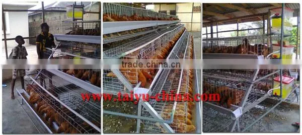 zimbabwe poultry cage dip hot chicken