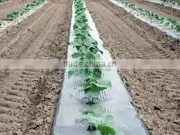 plastic agricultural film with 4.5cm holes