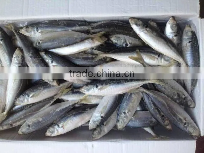 Horse Mackerel/Frozen Mackerel Fish