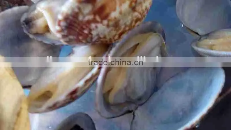 FORZEN BOILED SHORT NECKED CLAM