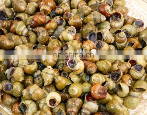 Clam shell and meat separator processing line/machine