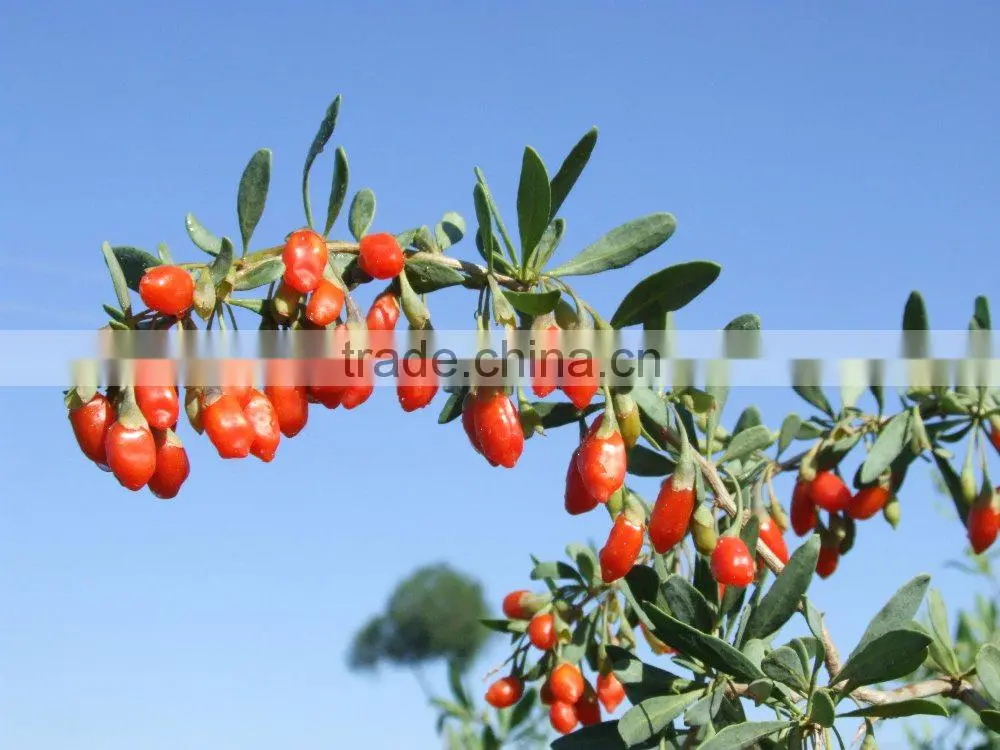 Chinese Dried Goji Berries - Dried Goji Berries - Goji Berries