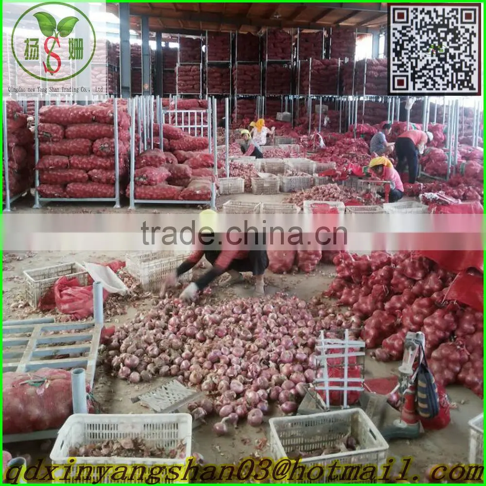 Red onion/Shallot/Red Scallions -(Skype:qdxinyangshan03)