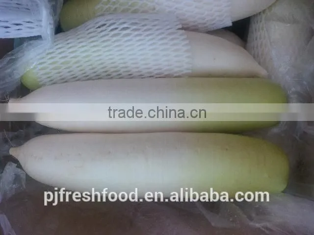 White Radish /green radish wholsale