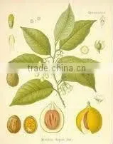 Mace Oleoresin