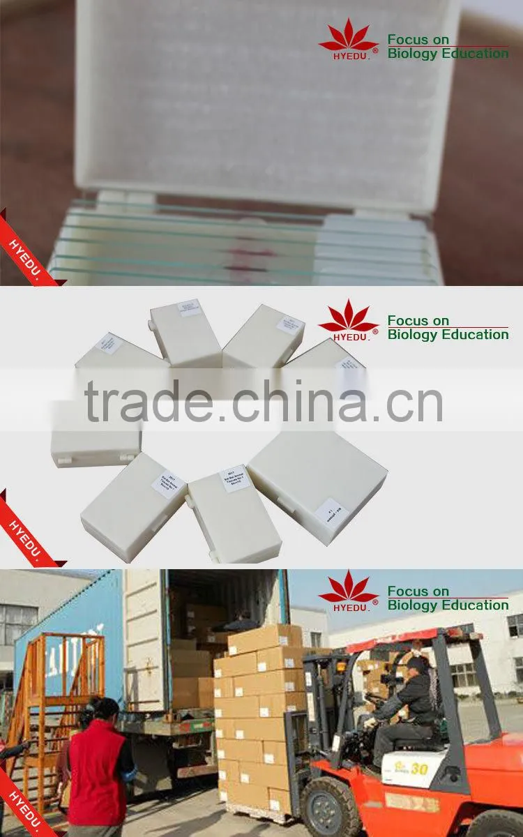 Individual microscope prepared slides Medical parasite microscope slides
