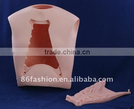 plastic human teeth model medical model