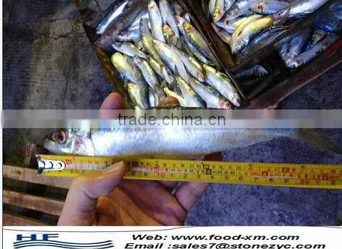 Good quality sardine bait