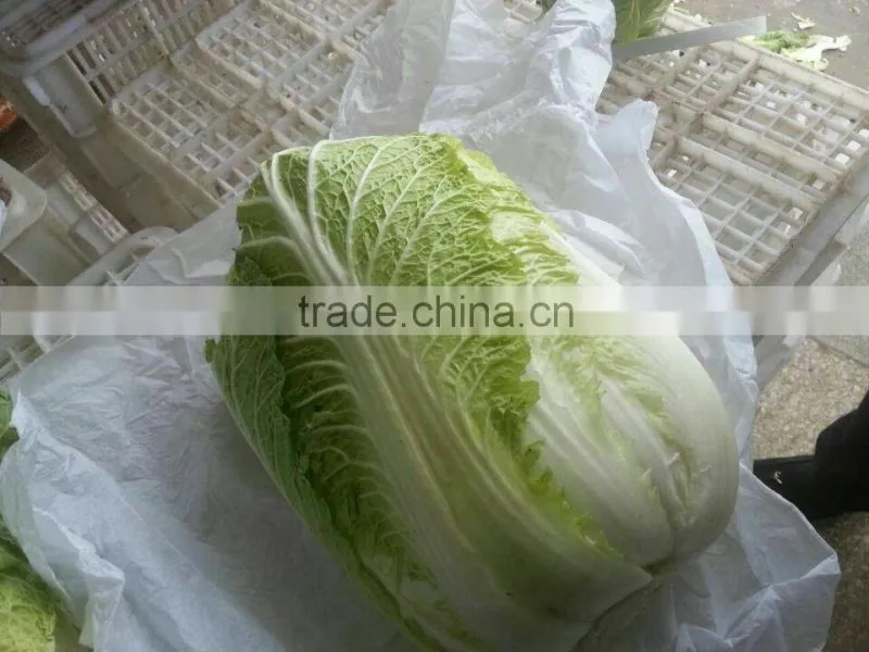 Hot sale Chinese Big White long Cabbage