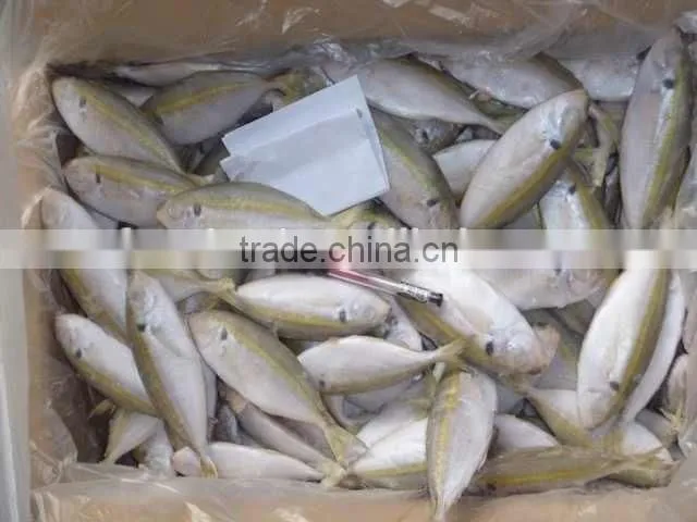 new products ,Horse Mackerel ( yellow tail scad)