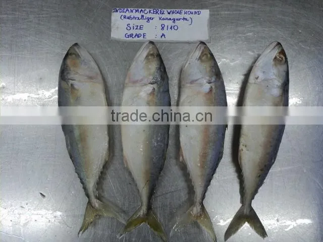 FROZEN INDIAN MACKEREL
