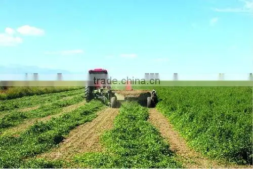 Alfalfa hay/medicago sativa