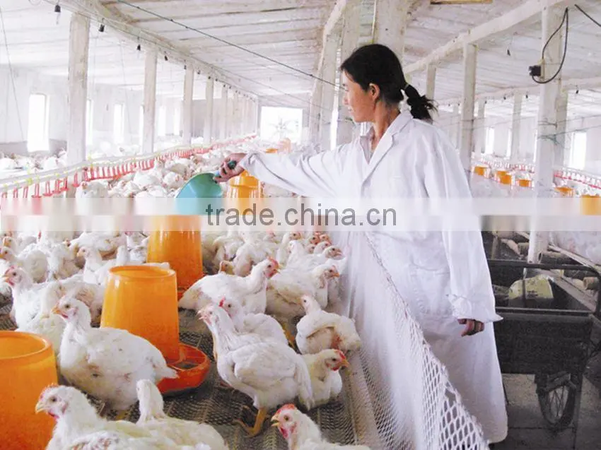 Automatic chicken feeder for poultry farm equipment