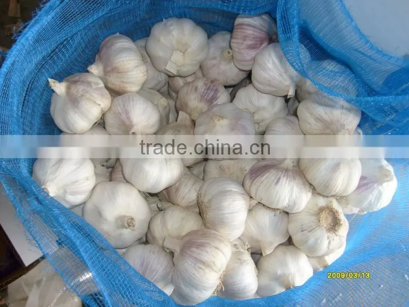 normal white garlic