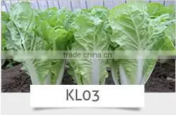 SQ16 Cuty very early maturity baby pick hybrid squash seeds