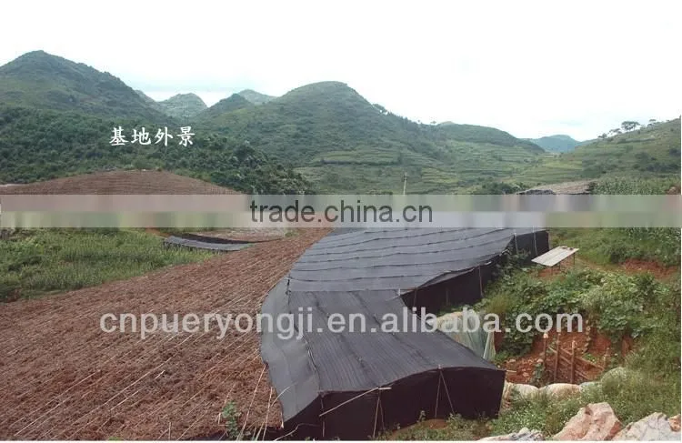 Factory Supply Dietary Supplyment 100% Natural panax Notoginseng P.E. / Wild Radix Notoginseng Extract