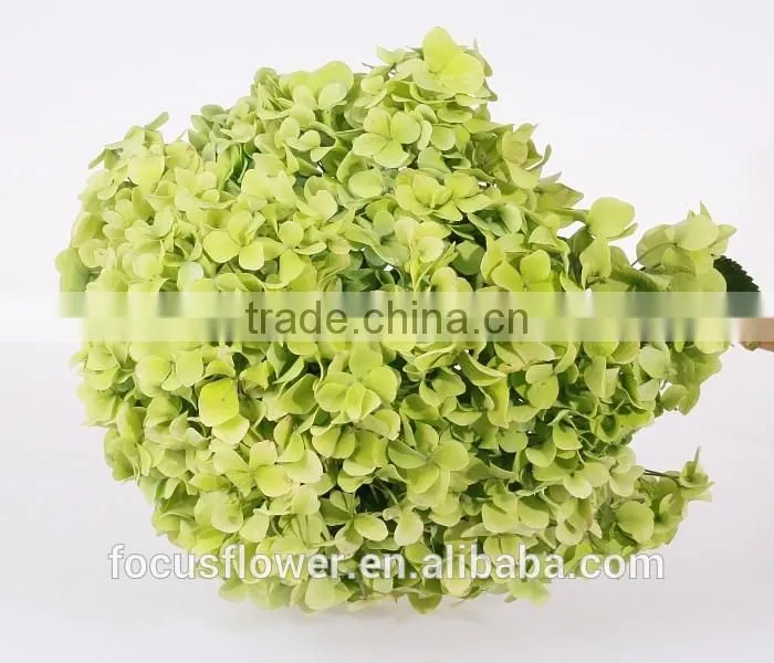 Wholesale Organic Fresh Cut Decorative Colorful Flowers Perfect For Mother's Day Hydrangea Flower