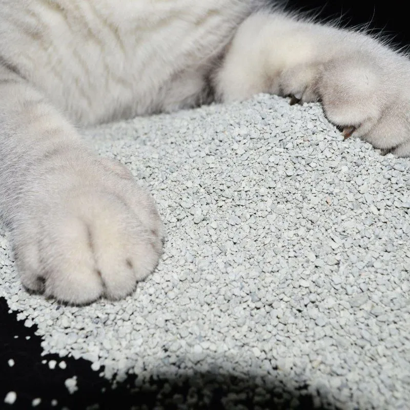 What is bentonite cat litter and what are its benefits?