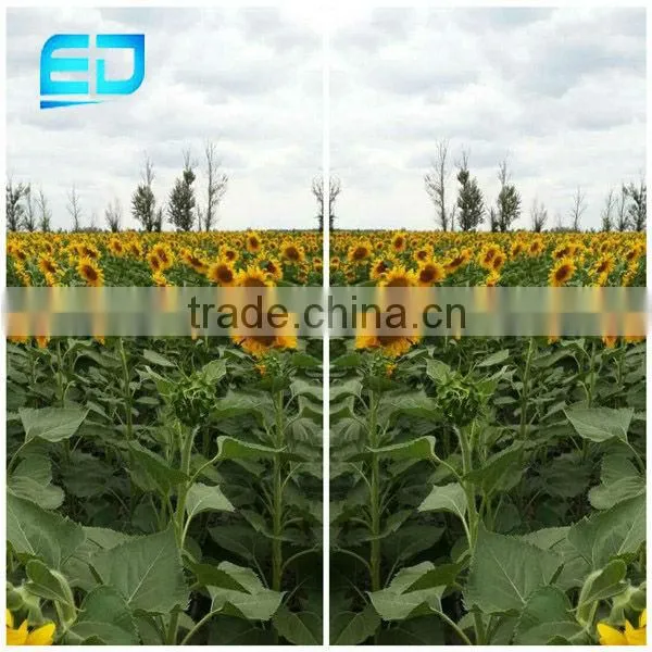 China Seed Company Wholesale Sunflower Seeds, Price of Sunflower Kernels