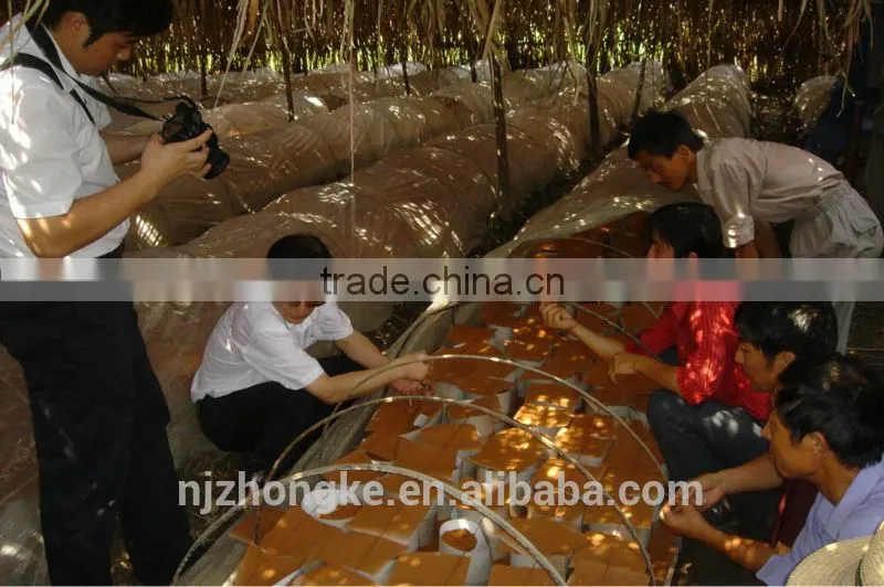 Chinese Organic Natural Herbs Lingzhi P.E. Extract GMP factory