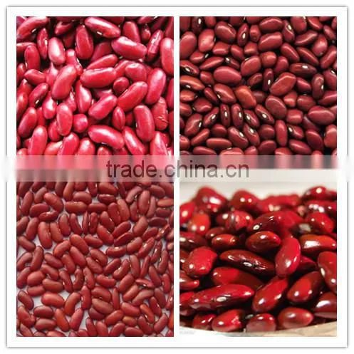 Supply hot sale English red kidney beans with competitive price