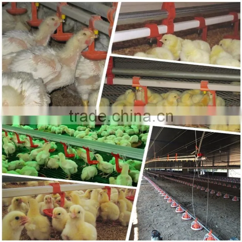 automatic broiler breeding system